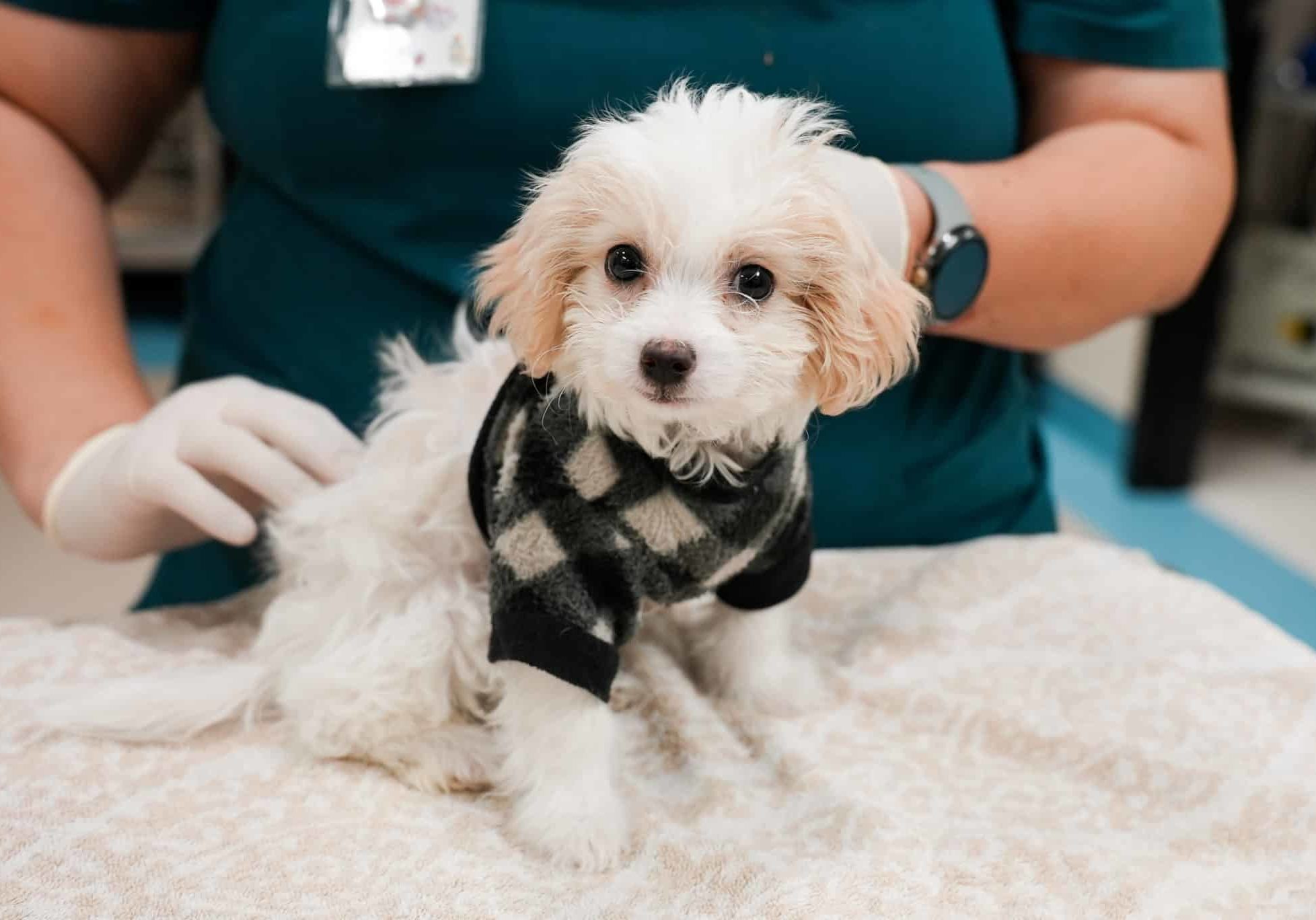 Small white dog in black and white sweater at the vet