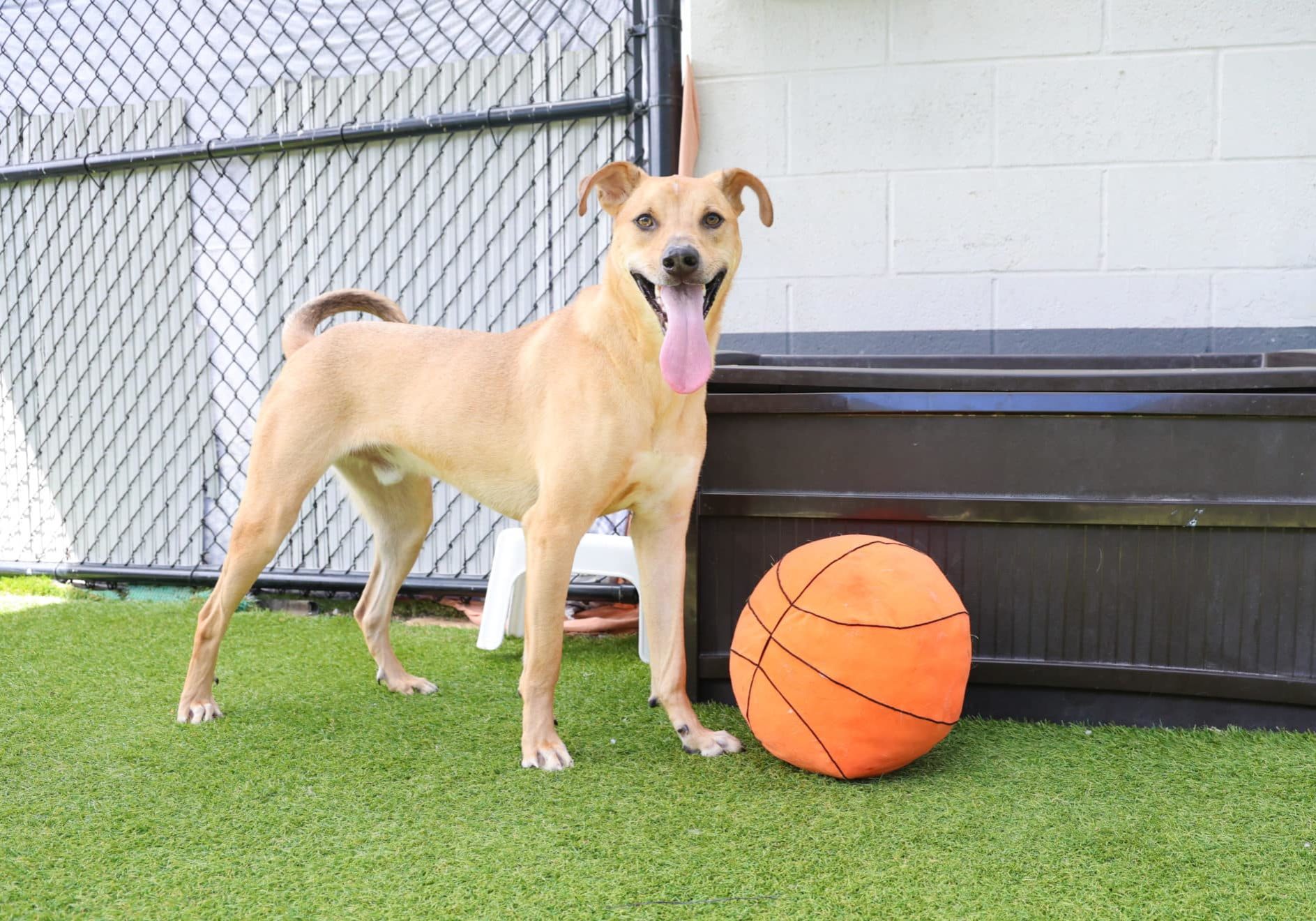 Dog standing with orange basketball stuffed toy