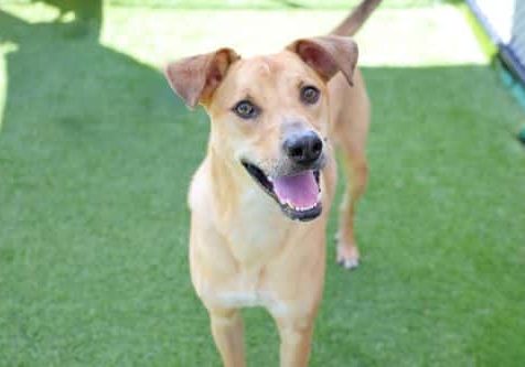 Training Tips: Clipping Nails at Home