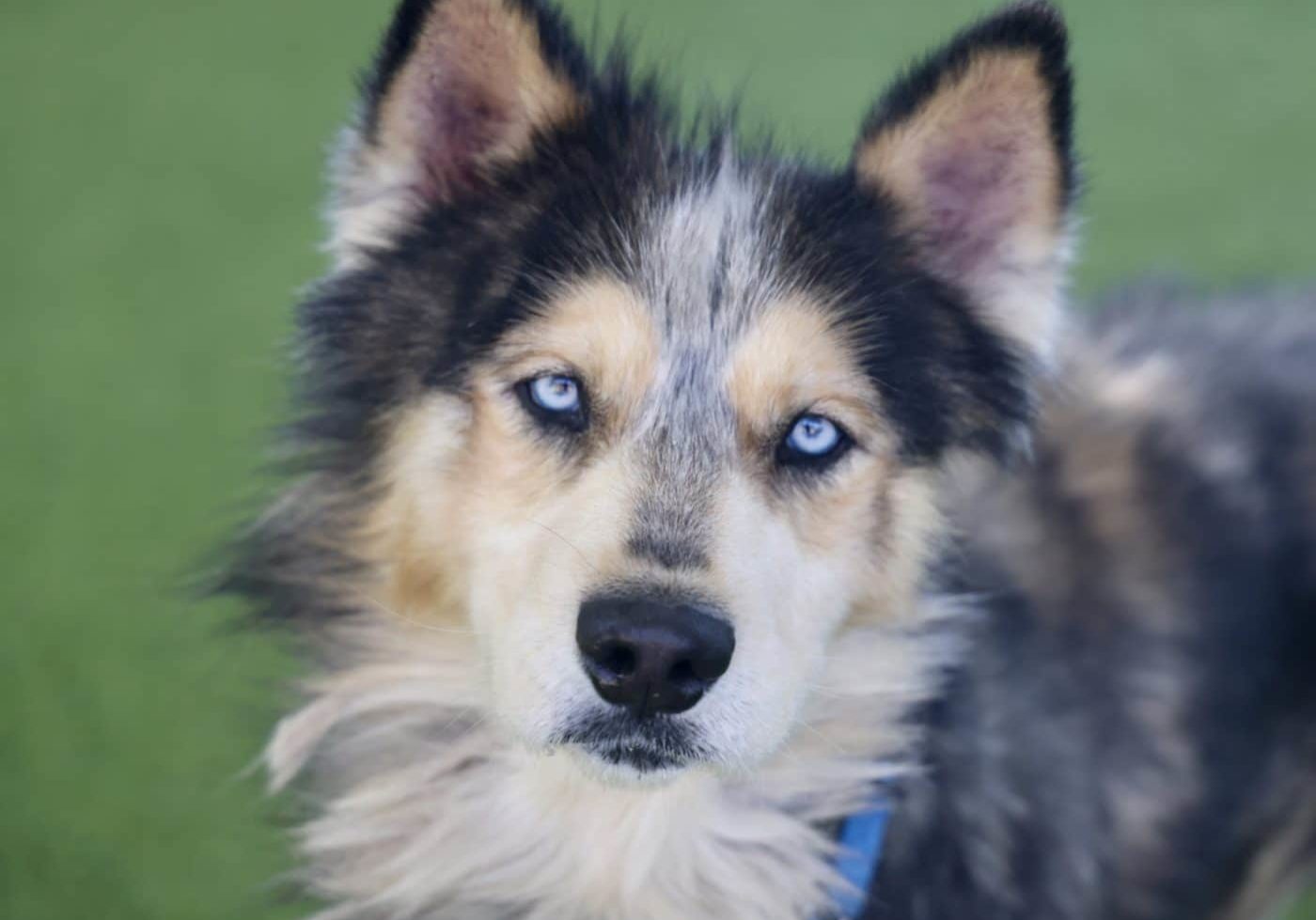 Animal,  Canine,  Dog,  Husky,  Mammal,  Pet,  Puppy