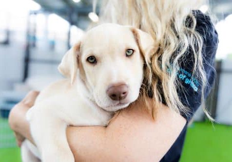 Urge State Lawmakers To Stop The Puppy Mill Pipeline