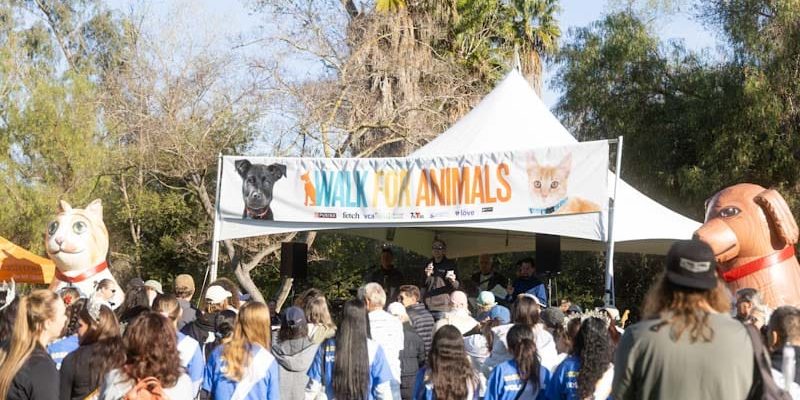 Walk For Animals