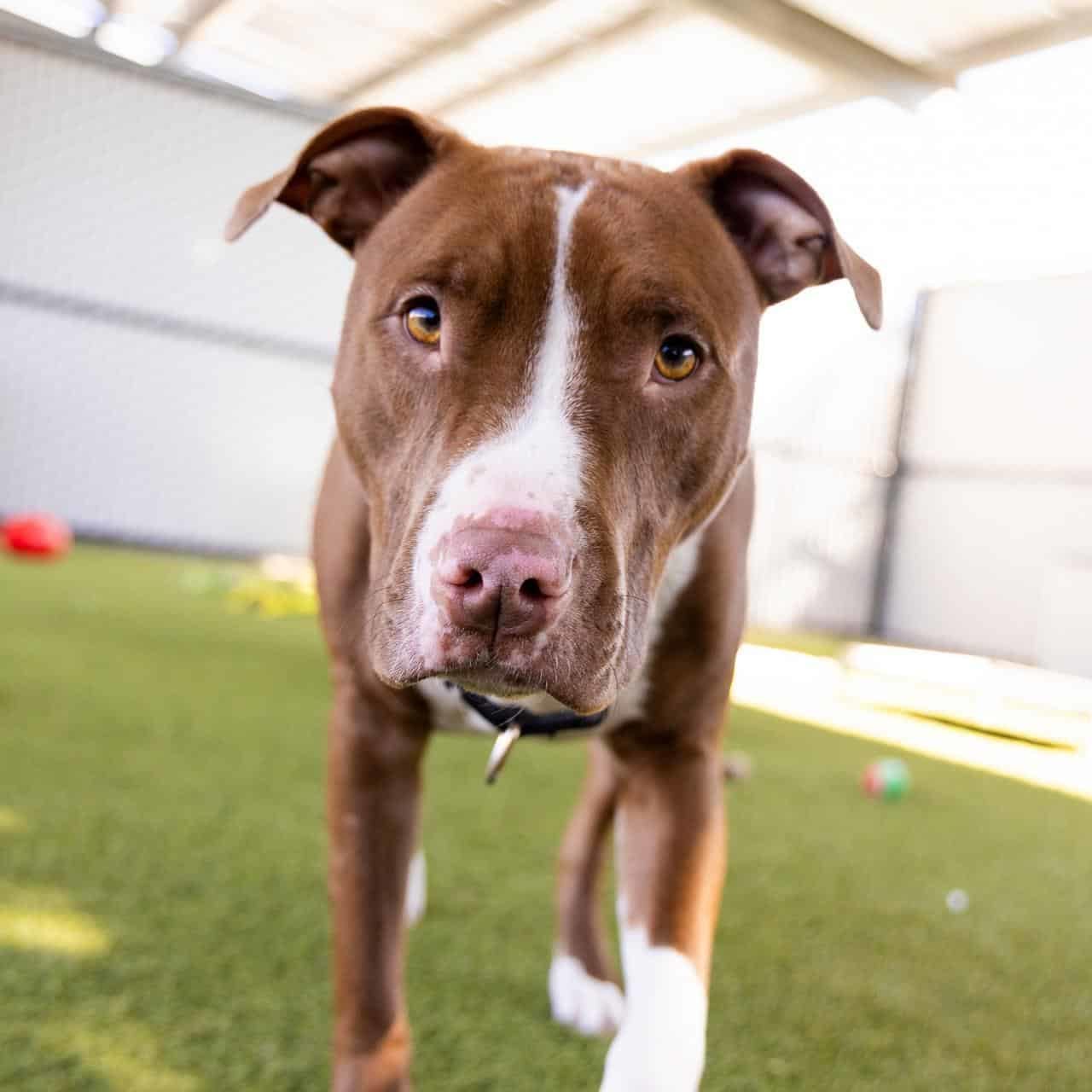 Brown dog in training yard