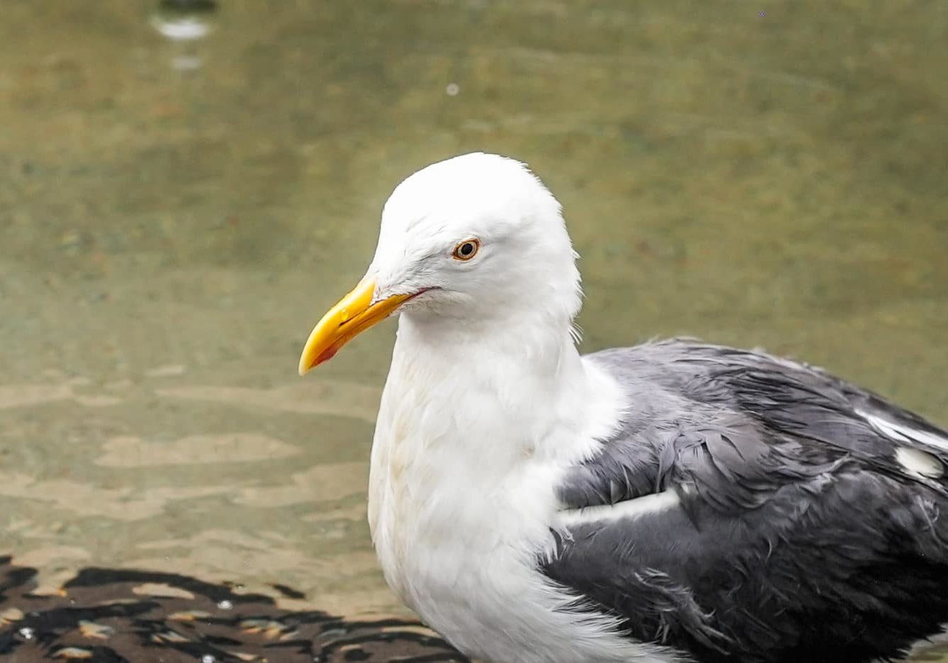 Western Gull 12602 12.23.25 PWB 6