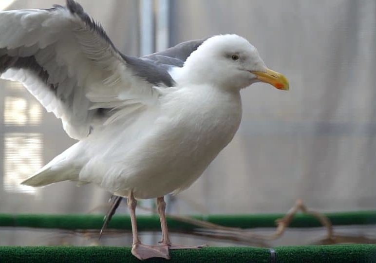 Western Gull In Flight Cage Mo 00038865