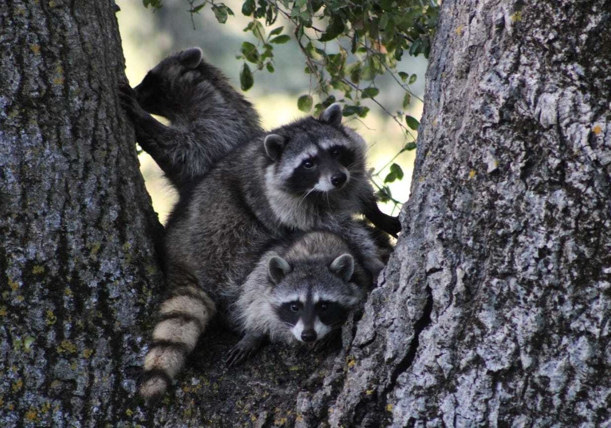 raccoons.jpeg