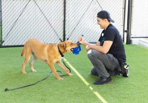 Training Directories