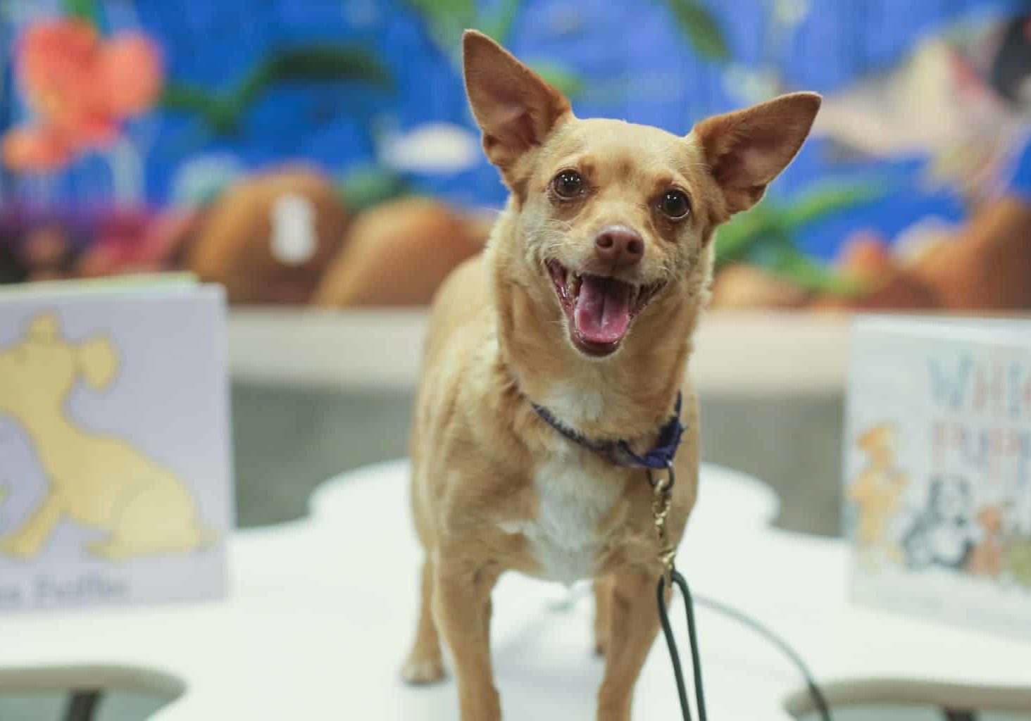 Disney's, Beverly Hills Chihuahua 3: Viva La Fiesta Unleashed on Blu-ray \u0026  DVD!!! | Mommy Ramblings, image size:1464x1024