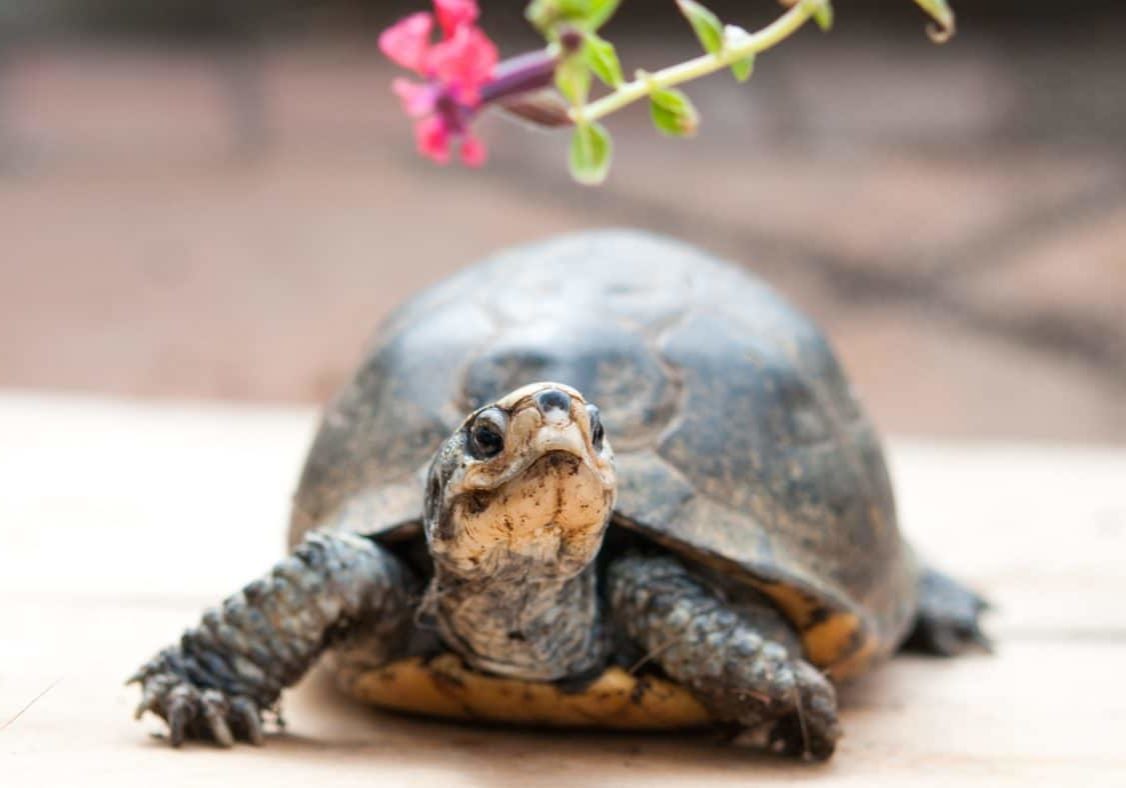 box turtle w flower.jpg