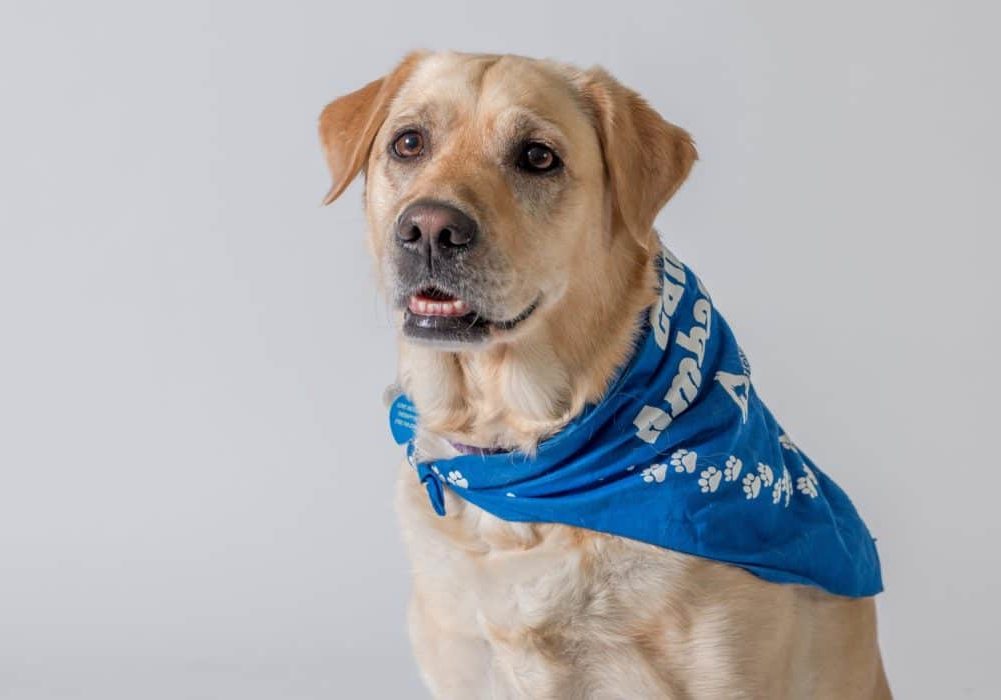 canine ambassador-marcia with larissa-cd-062917_2017.jpg