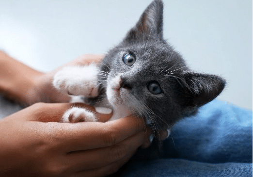 A grey and white kitten being held