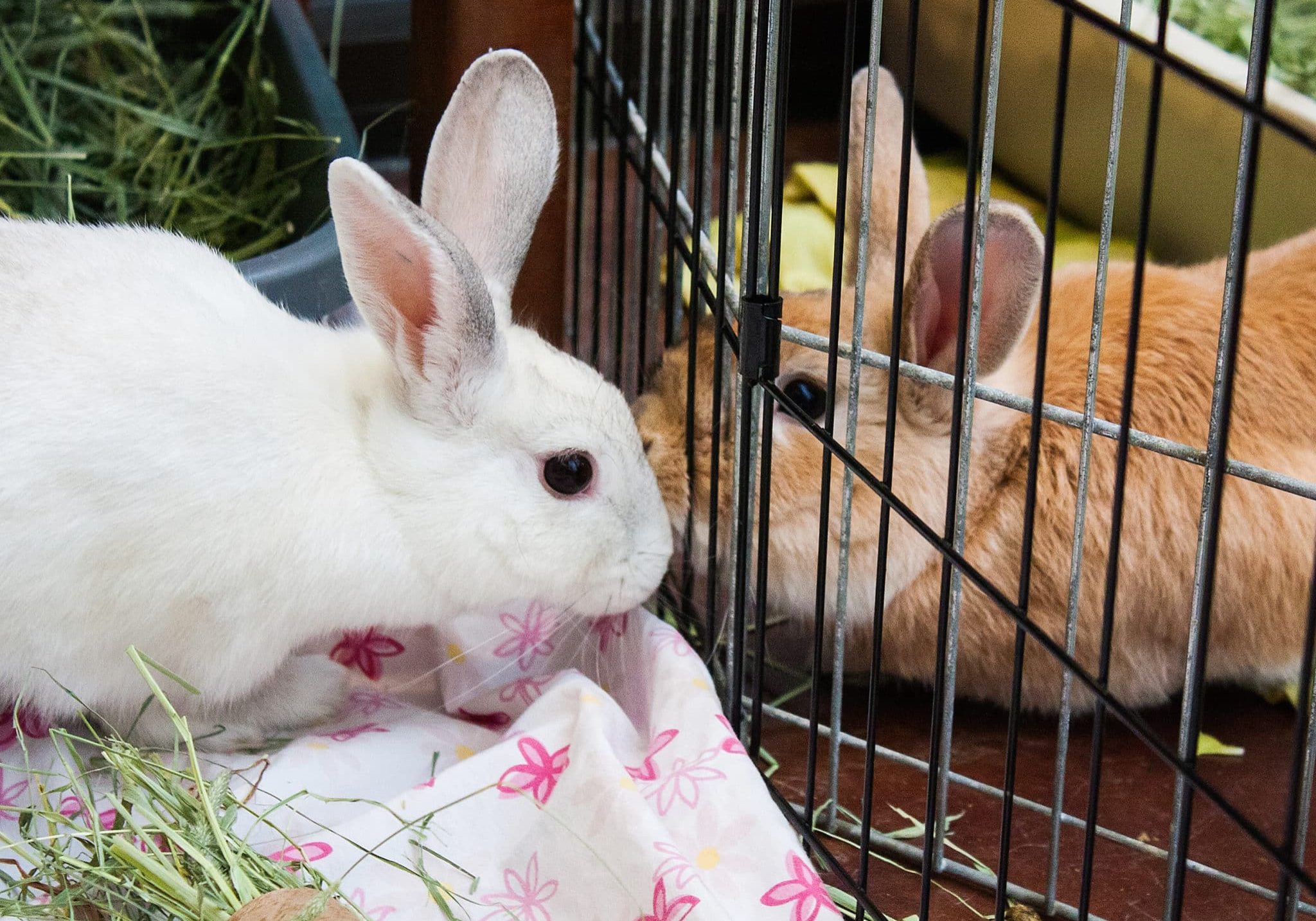 Two rabbits meeting each other through a fence
