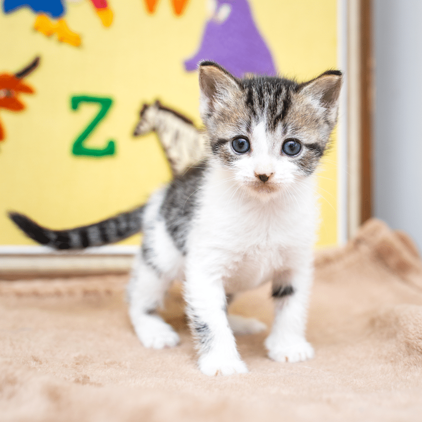 White kitten