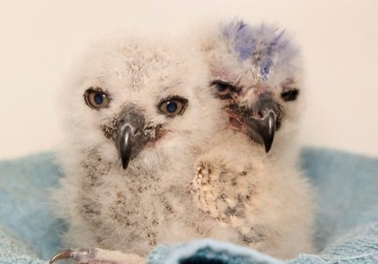 Greathornedowl Nestling
