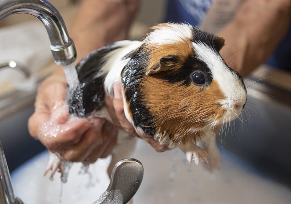 A white, brown and black spotted guinea pig getting a bath