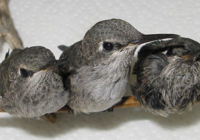 Hummingbird Fledgling