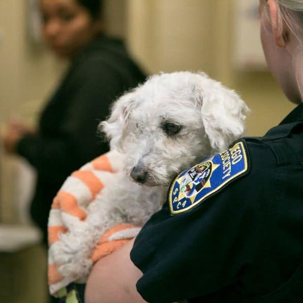 HLE Officer holding white dog