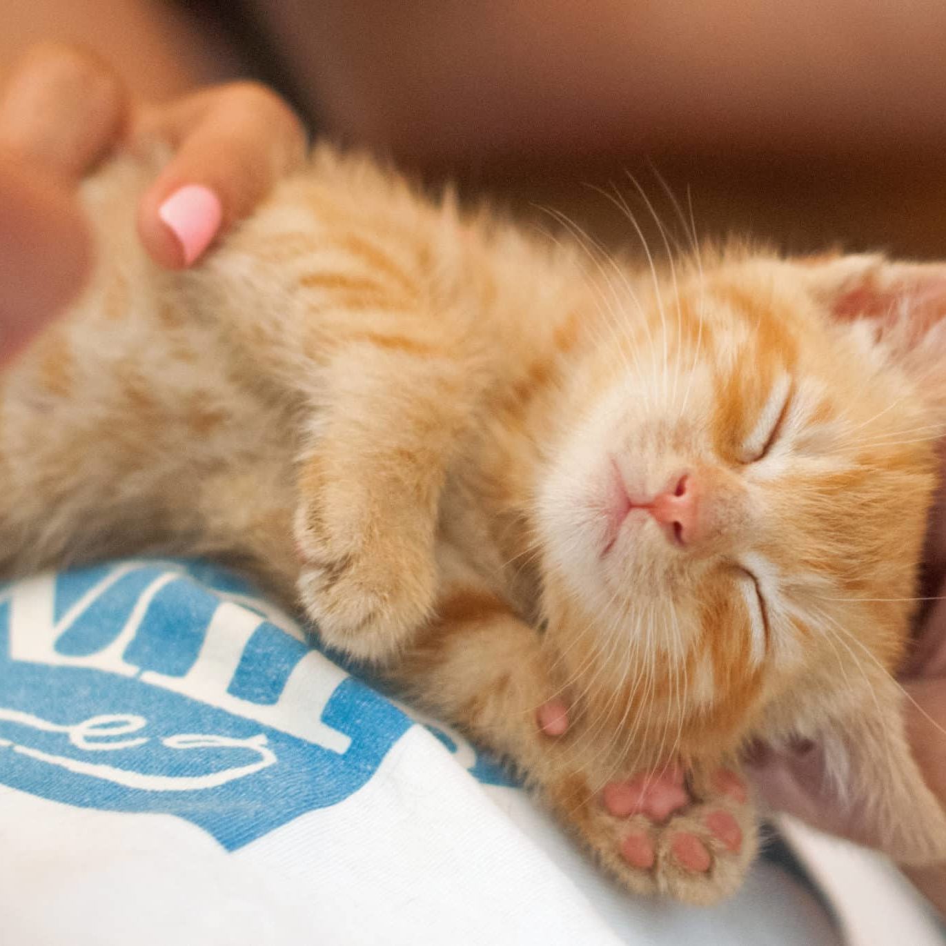 An orange and white kitten taking a nap on a person's lap