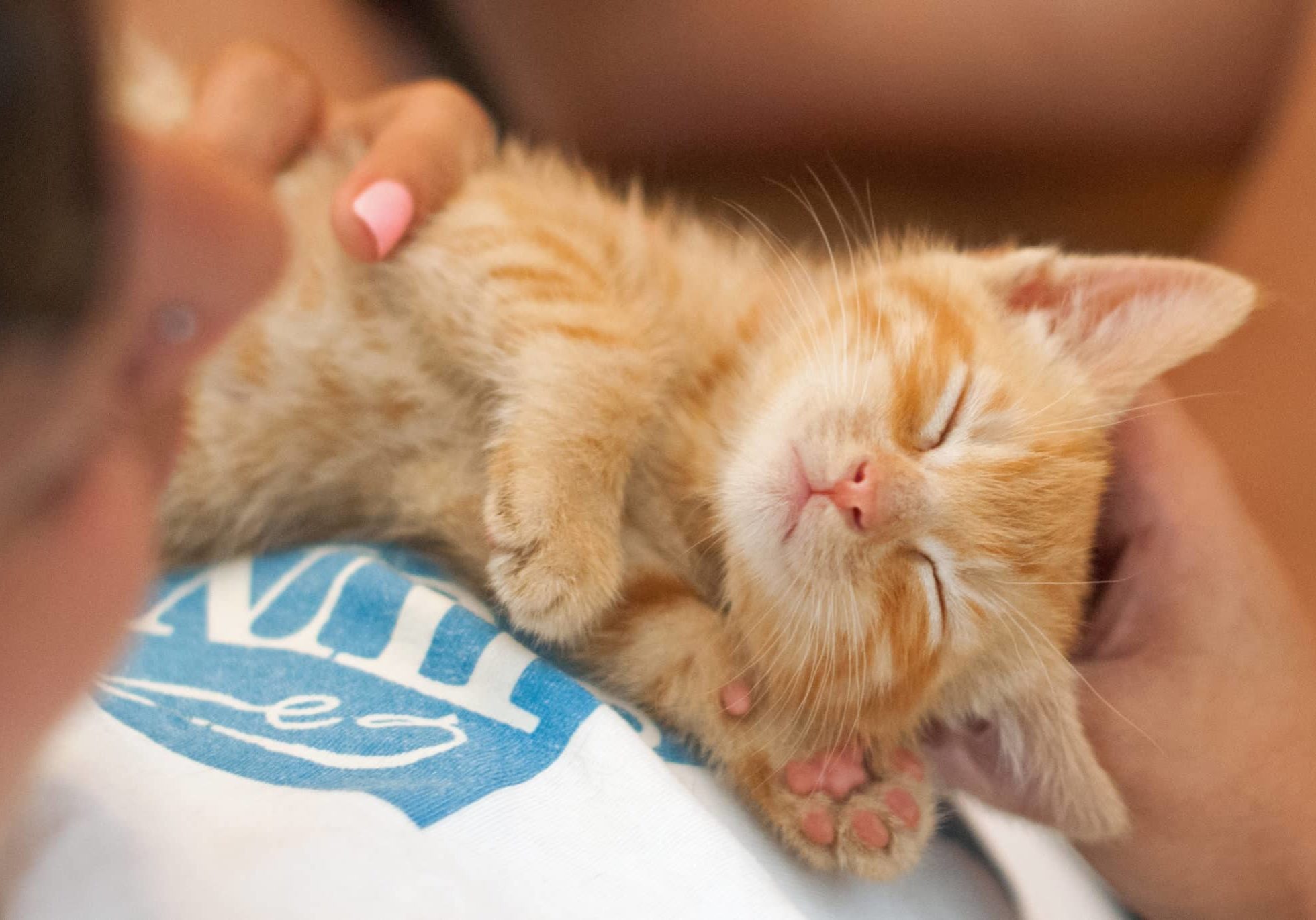 An orange and white kitten taking a nap on a person's lap