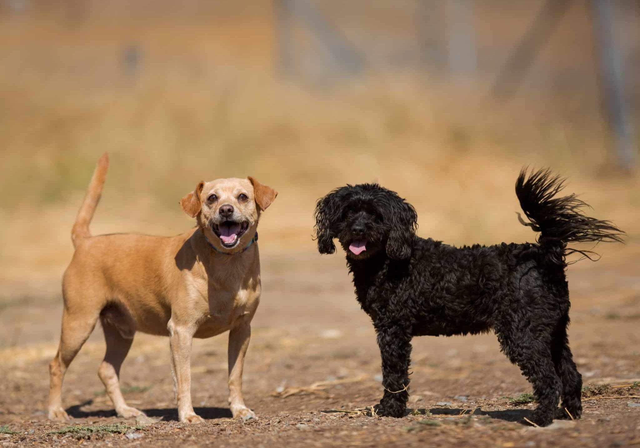 Two small dogs, one tan and one black, standing in a dog park