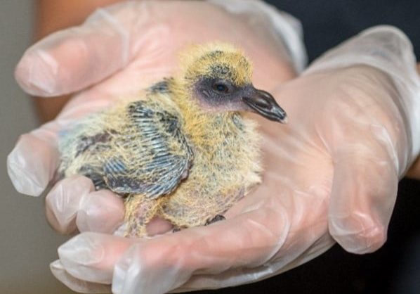 Pigeon Nestling