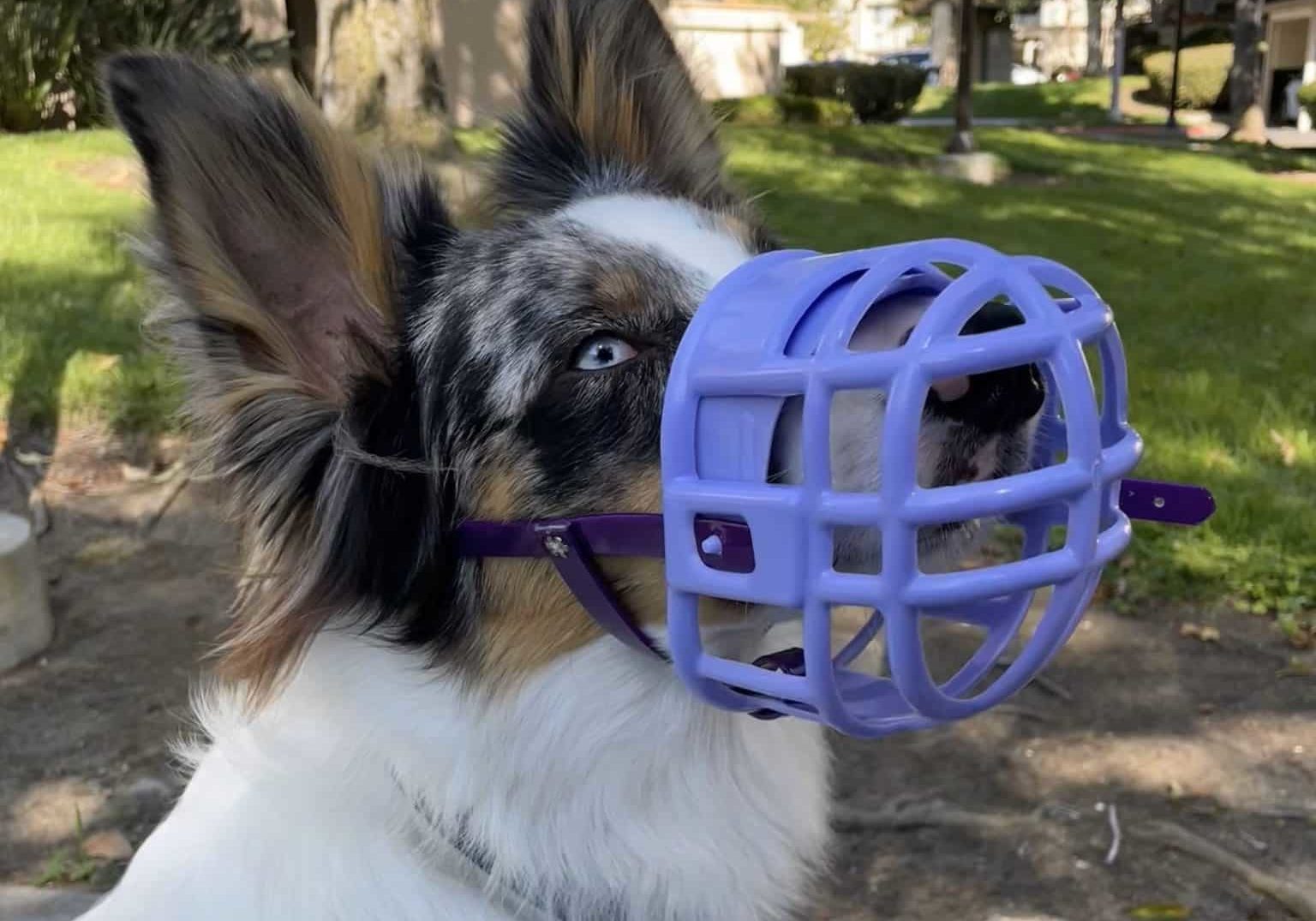 A dog wearing a purple muzzle