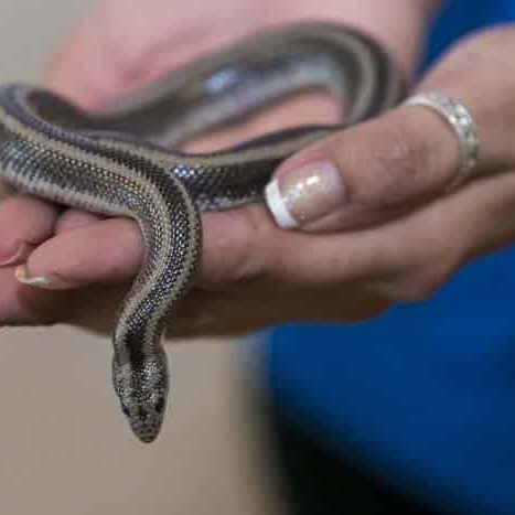 Wildlifehelphub Reptile