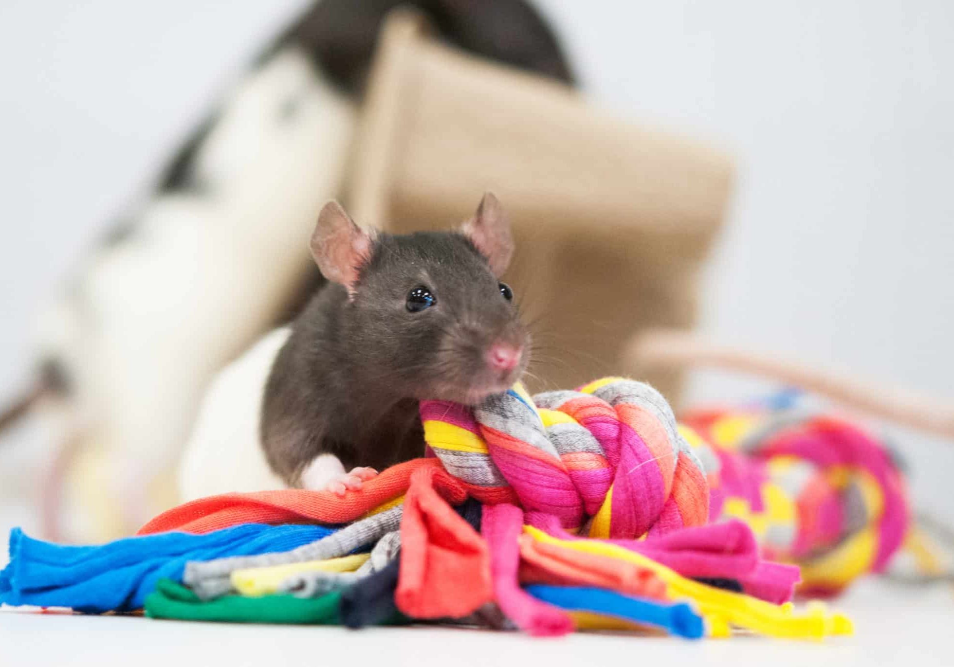 A grey rat on top of a colorful fabric toy