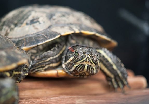 Red Eared Slider