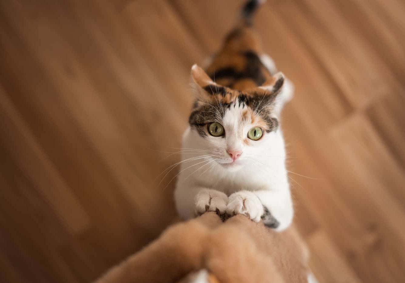 Cat,Sharpens,Its,Claws,On,Scratching,Post.,Multi Colored,Red White Black,Cat