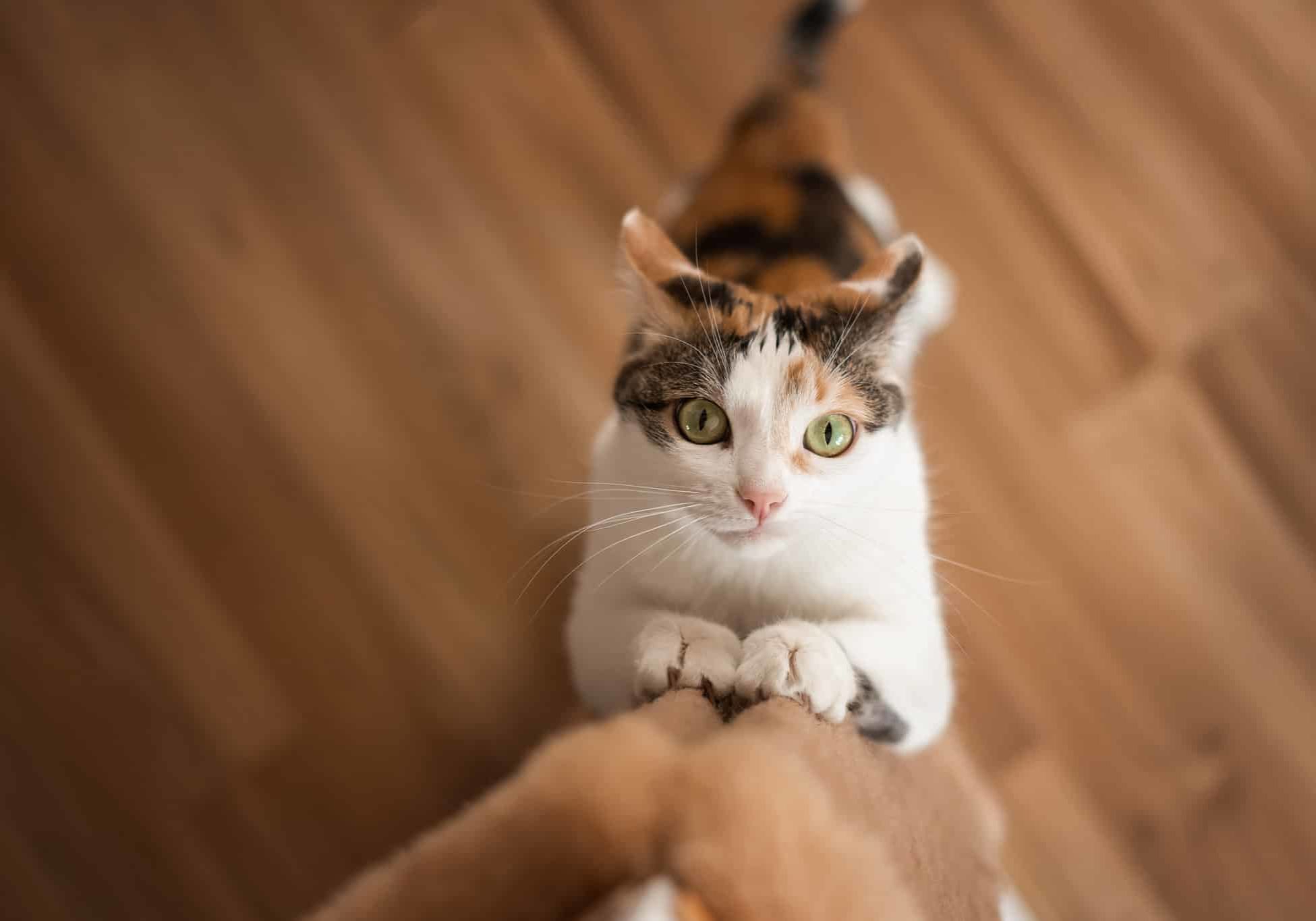 Cat,Sharpens,Its,Claws,On,Scratching,Post.,Multi Colored,Red White Black,Cat