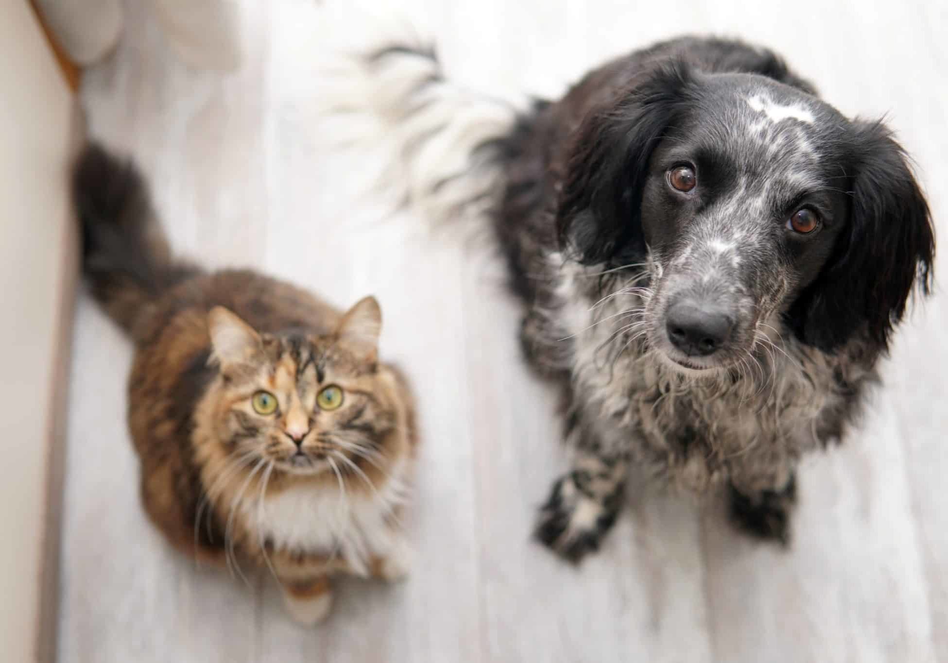 A cat and dog sitting and looking up at the camera