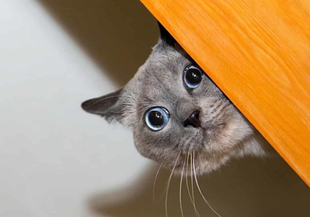 Frightened,Thai,Cat,Looks,Behind,Board,,Real,Emotion