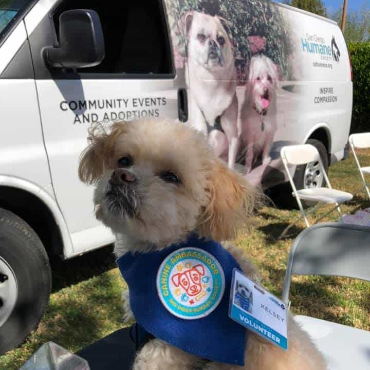 Volunteer Canine Ambassador