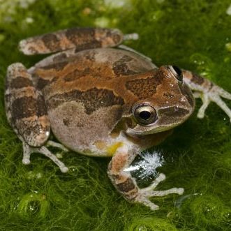 Wildlifehelphub Amphibian