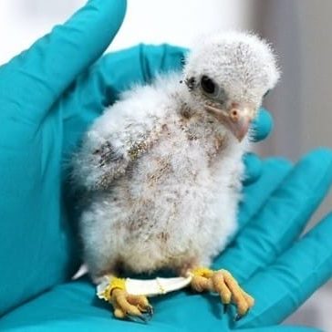 Wildlifehelphub Bird