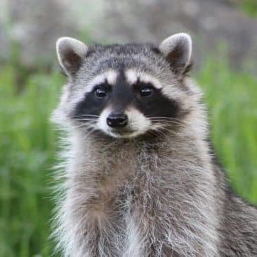 Wildlifehelphub Mammal